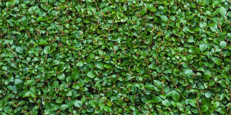 photinia villosa red robin Photinia (Red Robin) – Simpson's Nurseries Ltd main image 1
