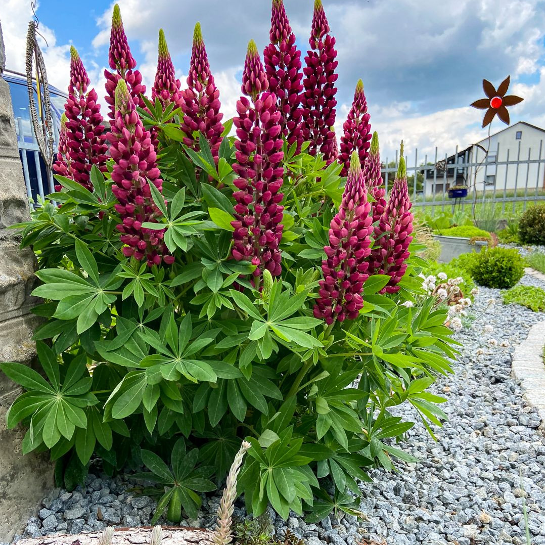 Eigene Bilder bei pflanzmich.de einreichen Pflanzmich.de