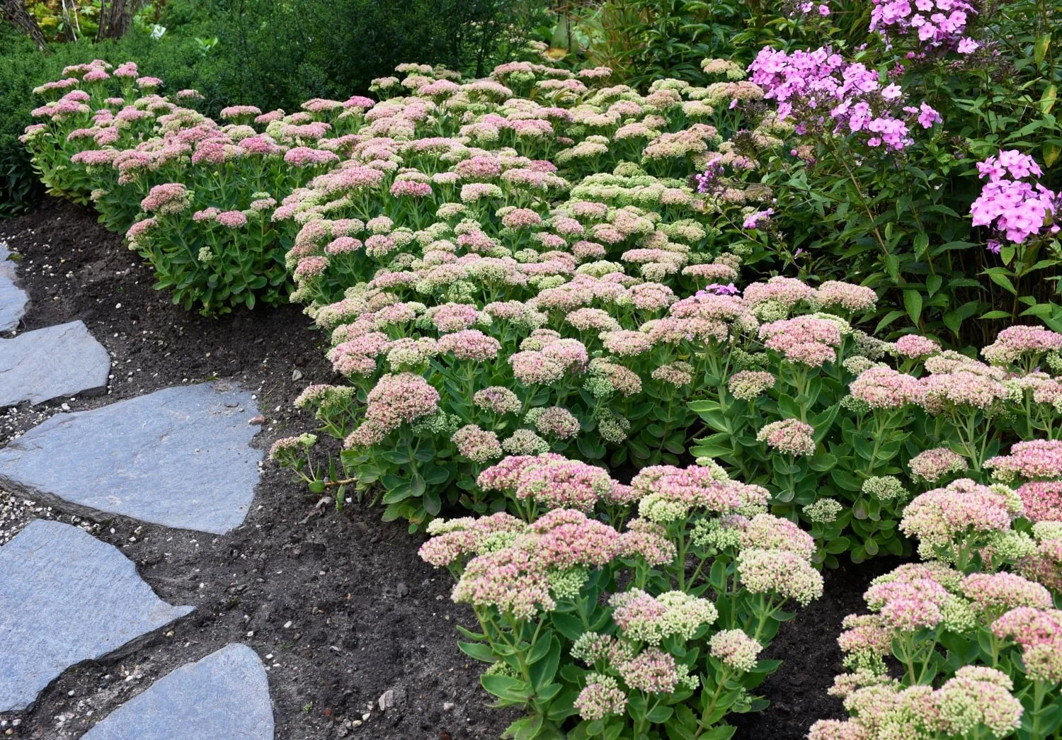 Ratgeber: Fetthenne/Sedum - so pflegen Sie die Pflanzen | Pflanzmich.de