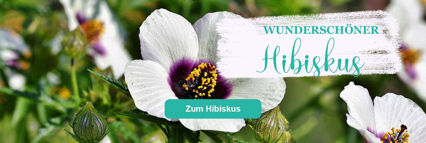 Hibiskus