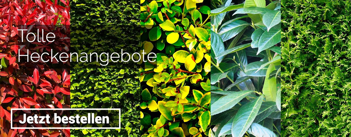 Heckenangebote sale hecken 