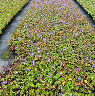 Storchschnabel Rozanne - Geranium wallichianum Rozanne gnstig kaufen
