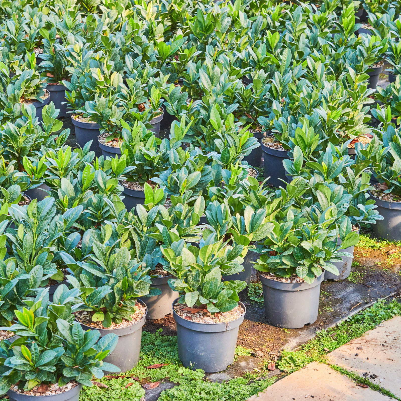 Prunus laurocerasus Piri - Zwerg-Kirschlorbeer Piri | jetzt gnstig online  kaufen!