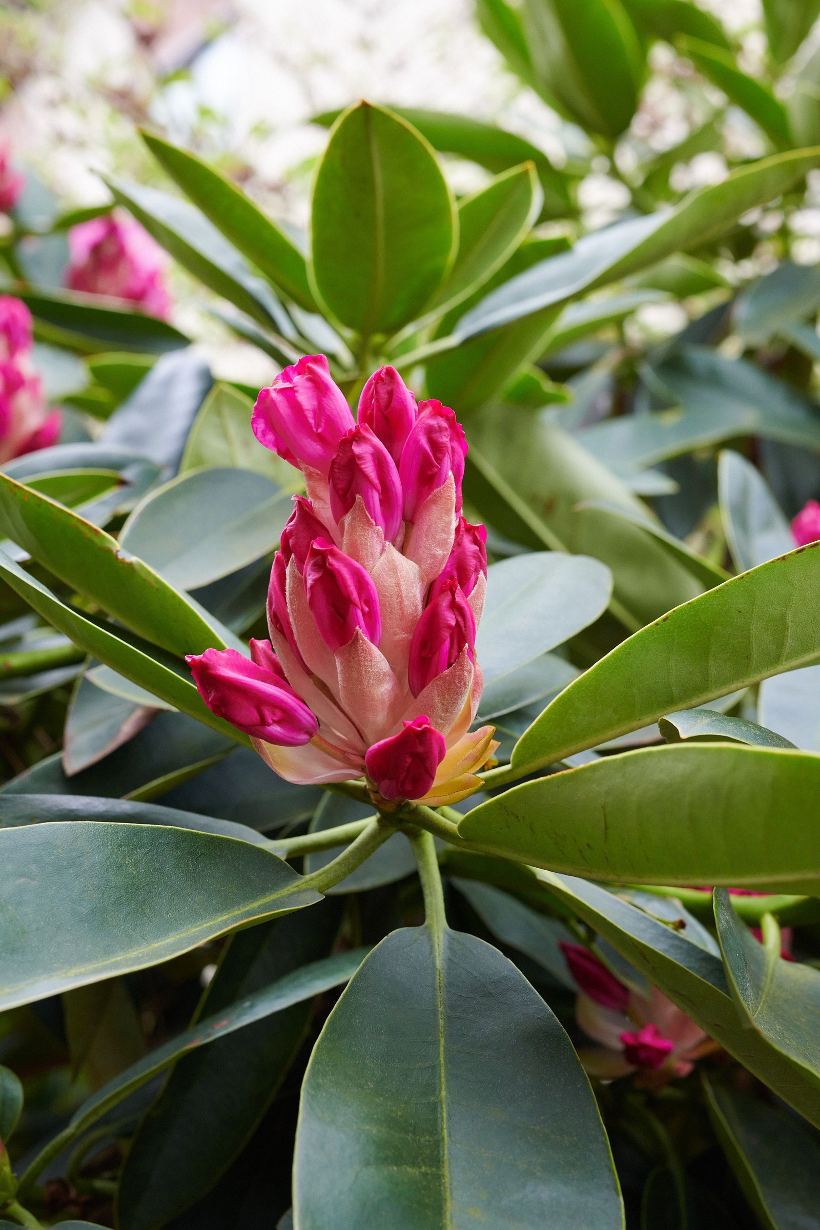 Rhododendron Caramba - Rhododendron Hybride Caramba gnstig kaufen