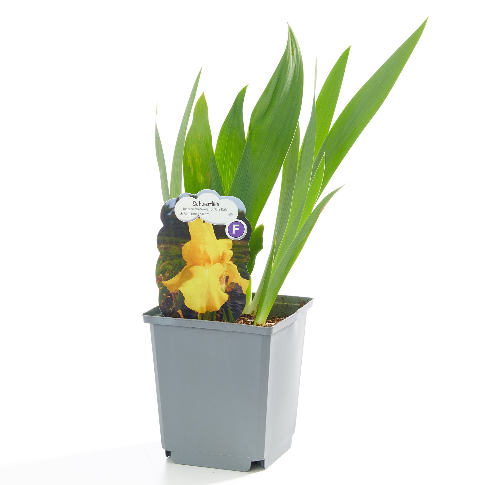 Schwertlilie Ola Kala - Iris barbata elatior Ola Kala, gelb gnstig kaufen