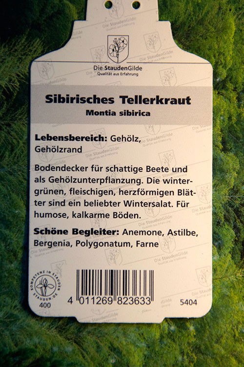Sibirisches Tellerkraut Montia sibirica günstig kaufen