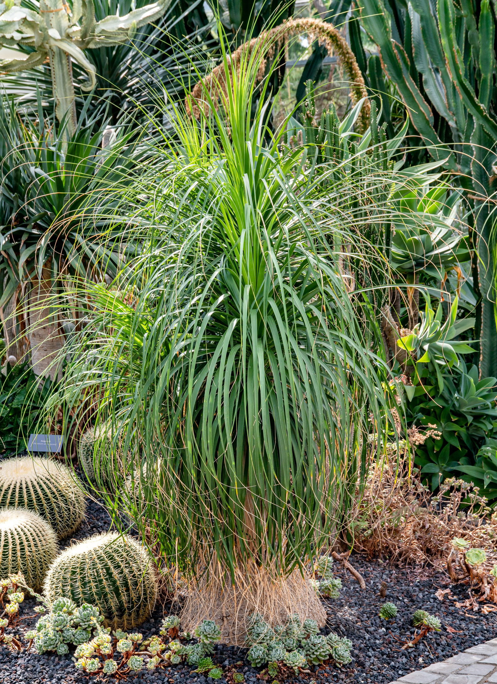 fargesia standing stone Fargesia robusta 'Formidable' main image 0