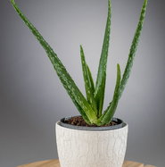 Echte Aloe - Aloe vera gnstig kaufen