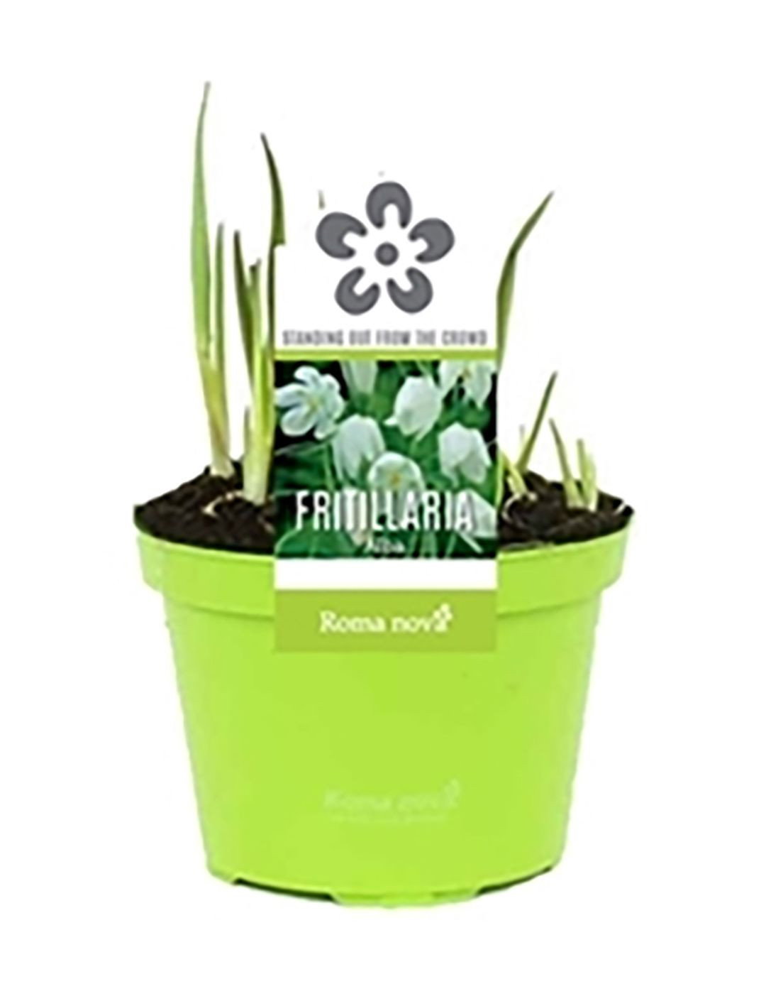 Schachbrettblume - Fritillaria meleagris gnstig kaufen
