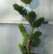 Leyland-Zypresse Bonsai - Cuprocyparis leylandii Formschnitt gnstig kaufen