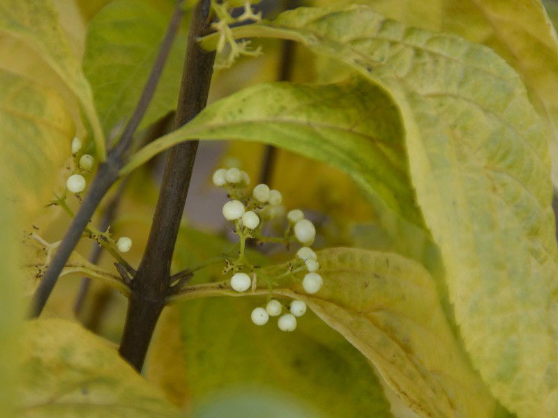 Schönfrucht Leucocarpa - Callicarpa japonica Leucocarpa günstig kaufen