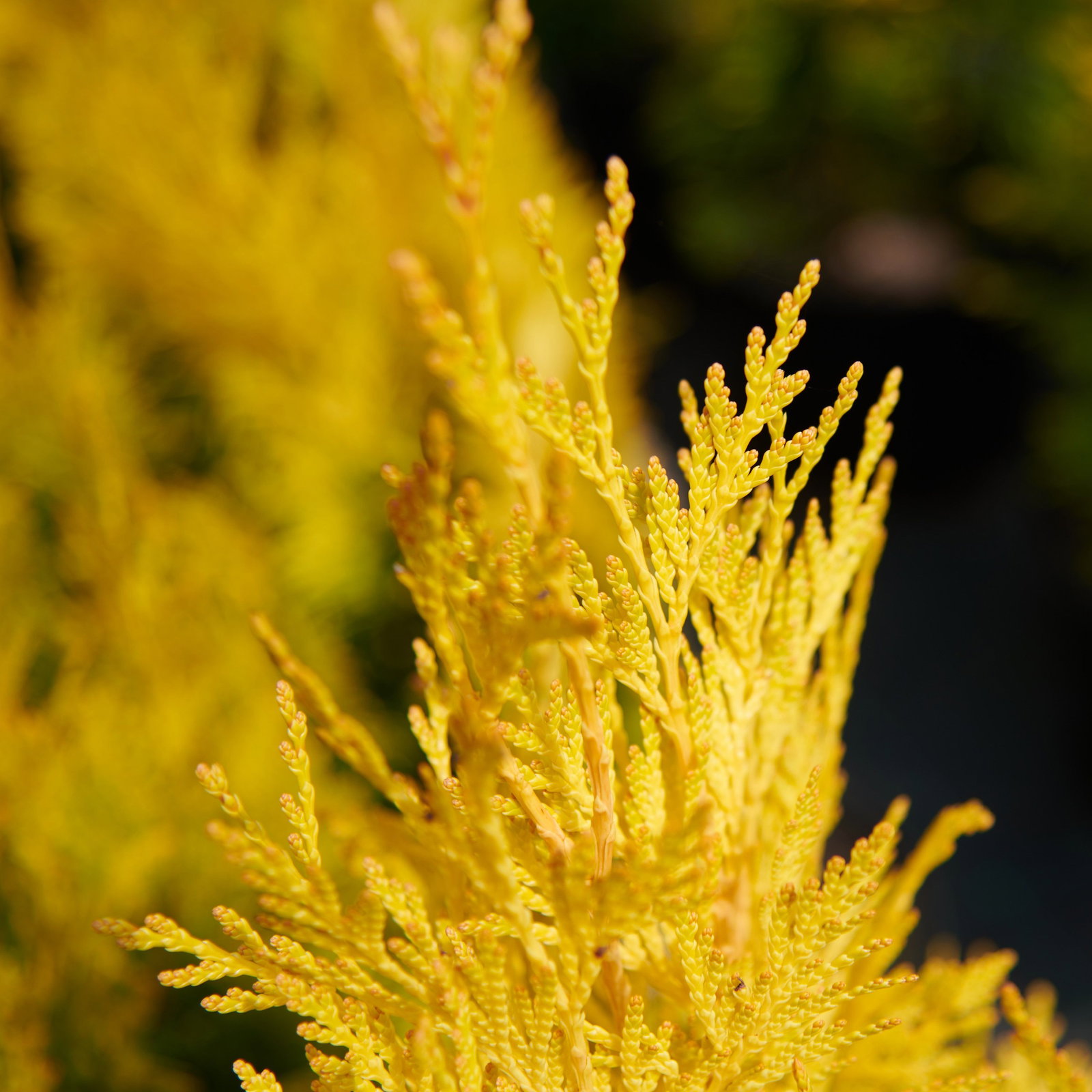 Riesenlebensbaum 4ever Goldy - Thuja plicata 4ever Goldy gnstig kaufen