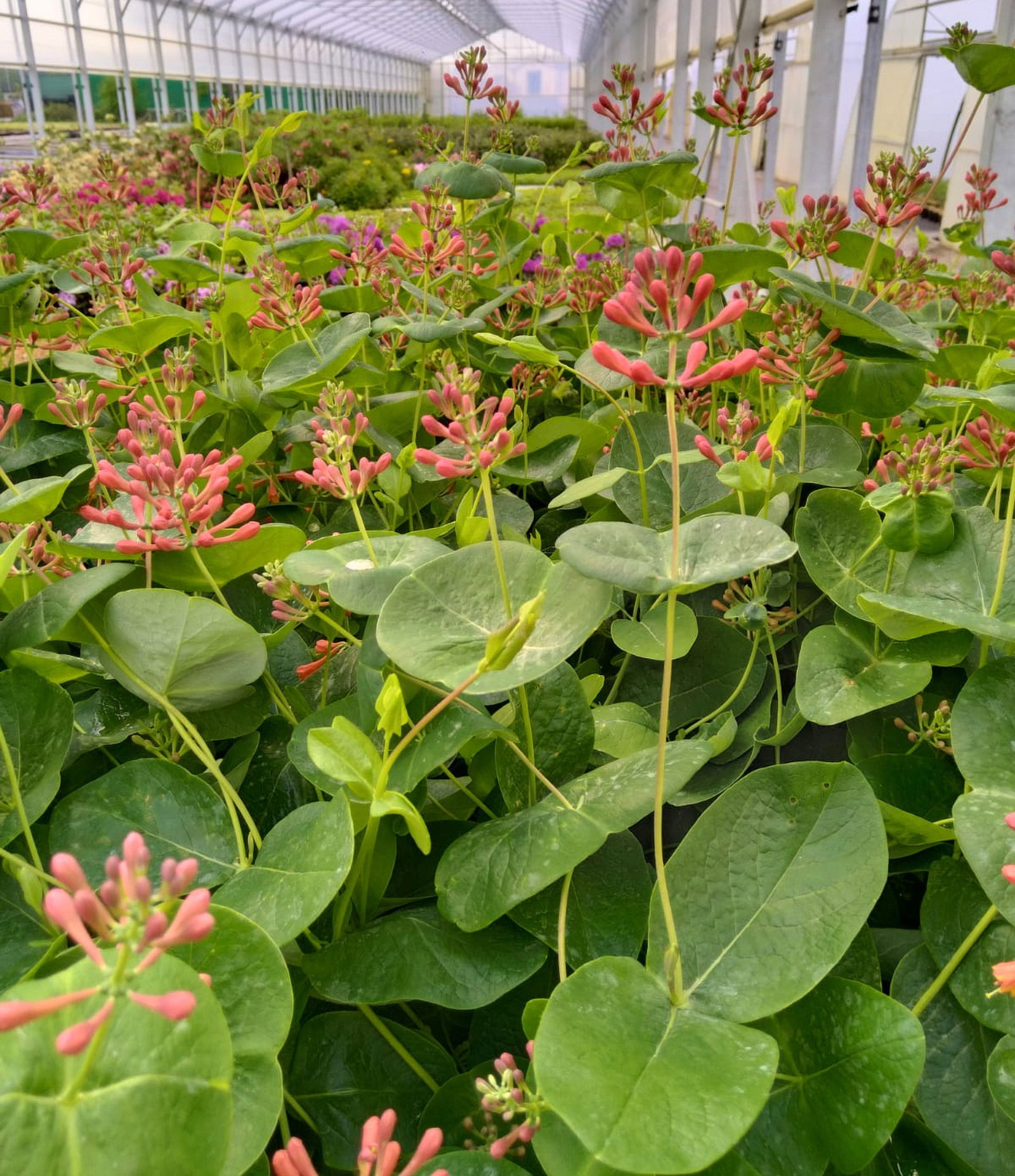 Rote Geischlinge Dropmore Scarlet - Lonicera Brownii Dropmore Scarlet  gnstig kaufen