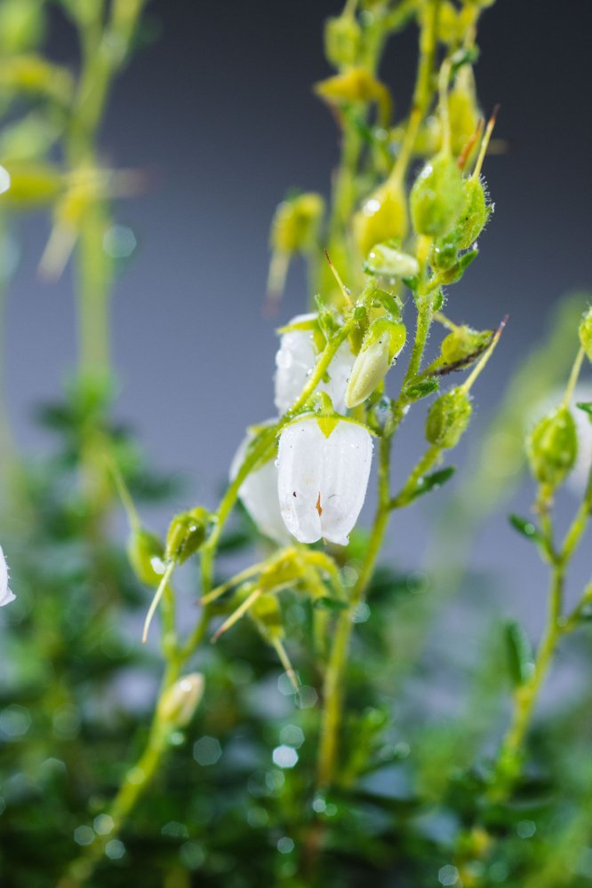 Irische Heide Alba Daboecia cantabrica Alba günstig kaufen