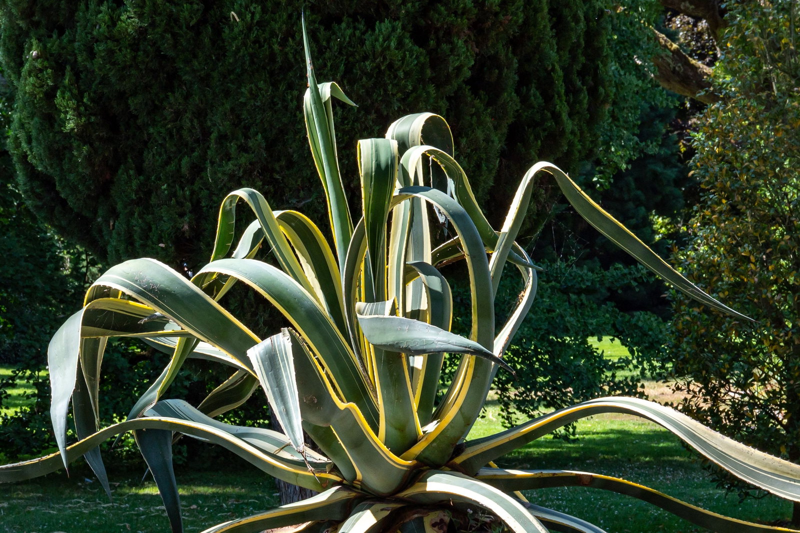 Amerikanische Agave Variegata - Agave americana Variegata gnstig kaufen