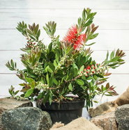 Zylinderputzer - Callistemon laevis gnstig kaufen