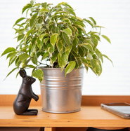 bonsai bamboo plant Lotus Bamboo Live Plants 30 cm 6 Sticks main image 0
