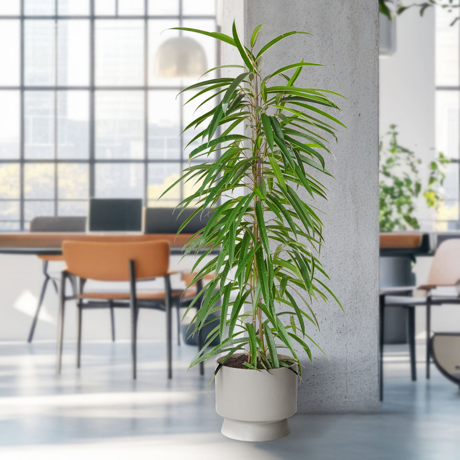 Birkenfeige - Ficus benjamina gnstig kaufen