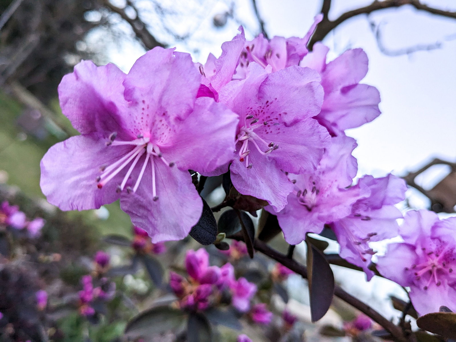Rhododendron Puerto - Rhododendron carolinianum Puerto gnstig kaufen