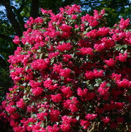 thuja smaragd 1 20 m Thuja Smaragd 1.00 main image 1