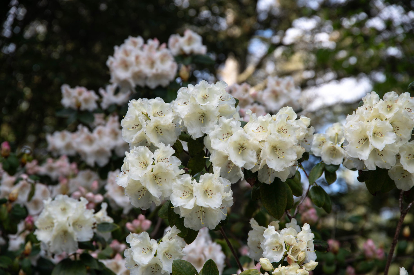 Rhododendron Rothenburg - Rhododendron williamsianum Rothenburg gnstig  kaufen
