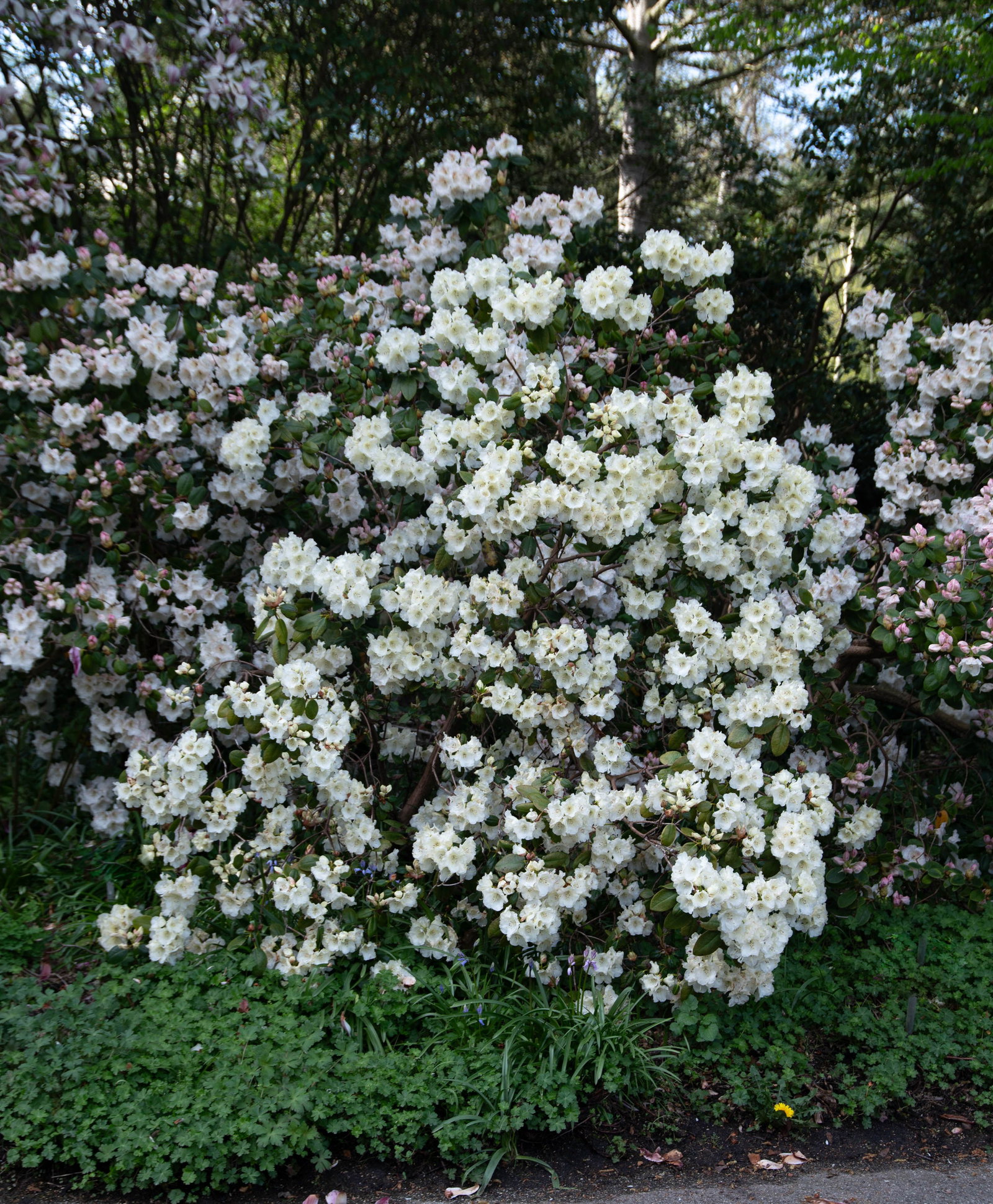 Rhododendron Rothenburg - Rhododendron williamsianum Rothenburg gnstig  kaufen