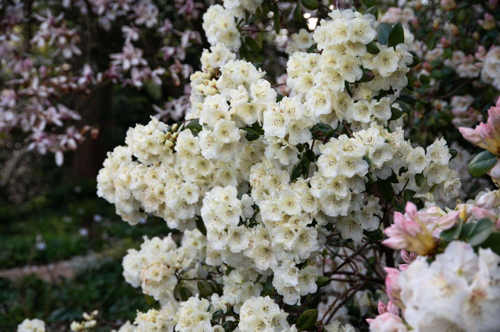 Rhododendron Rothenburg - Rhododendron williamsianum Rothenburg gnstig  kaufen