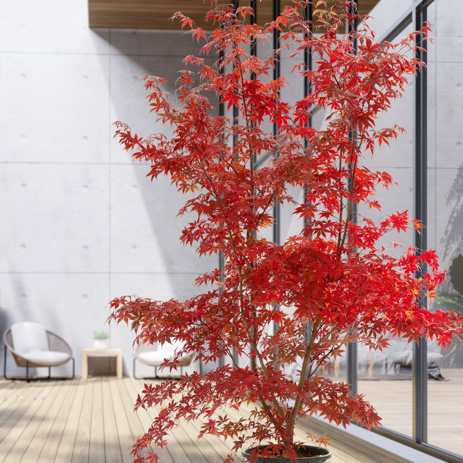 Fcherahorn Granat - Acer palmatum Granat gnstig kaufen