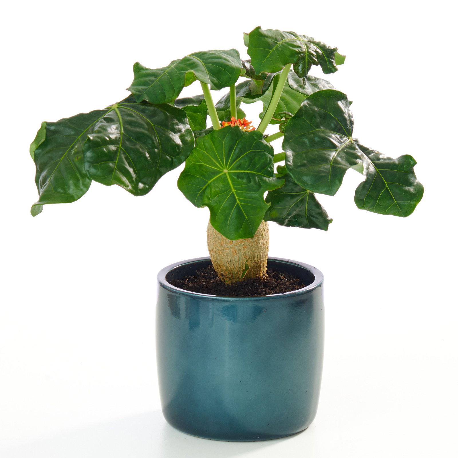 Flaschenpflanze - Jatropha podagrica gnstig kaufen
