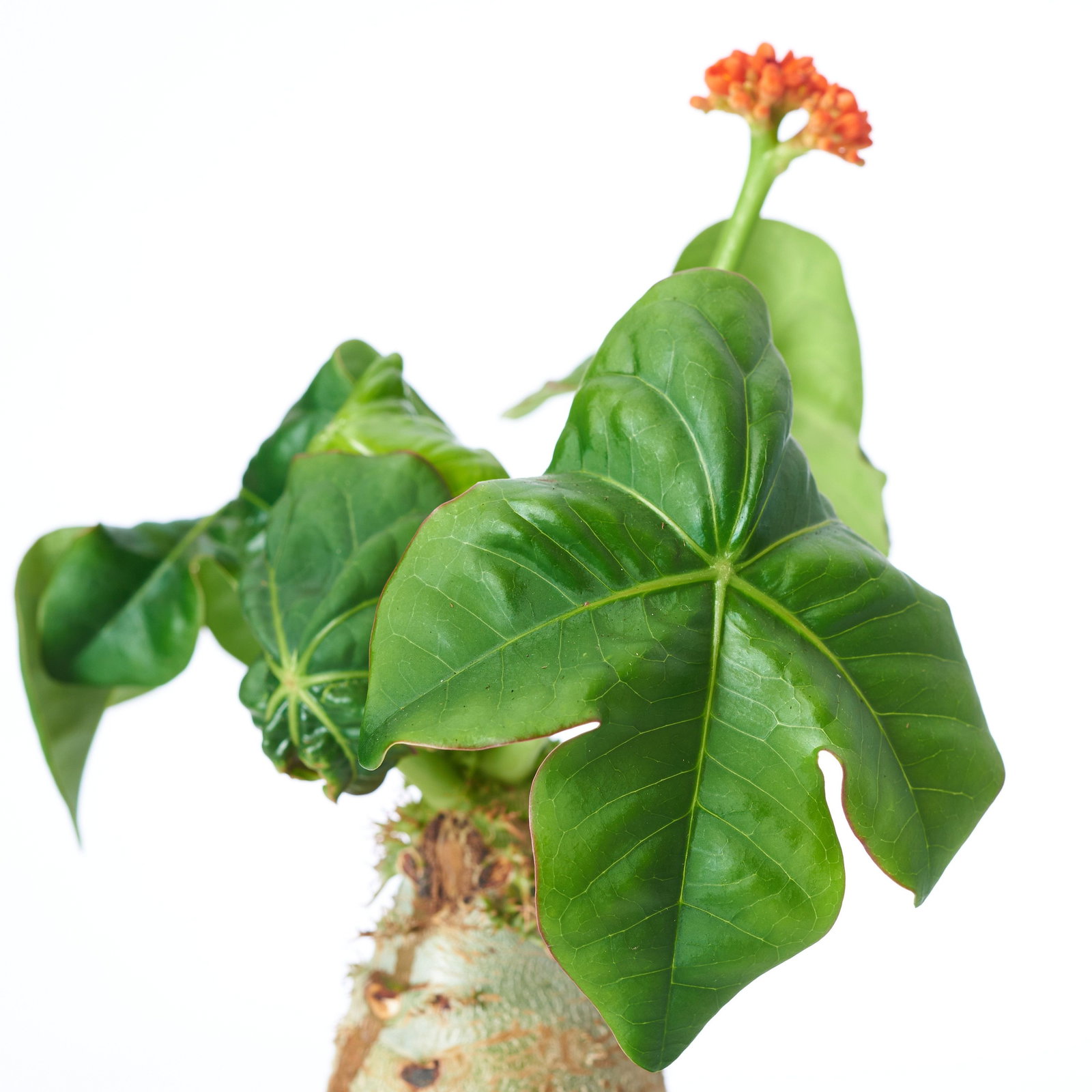 Flaschenpflanze - Jatropha podagrica gnstig kaufen