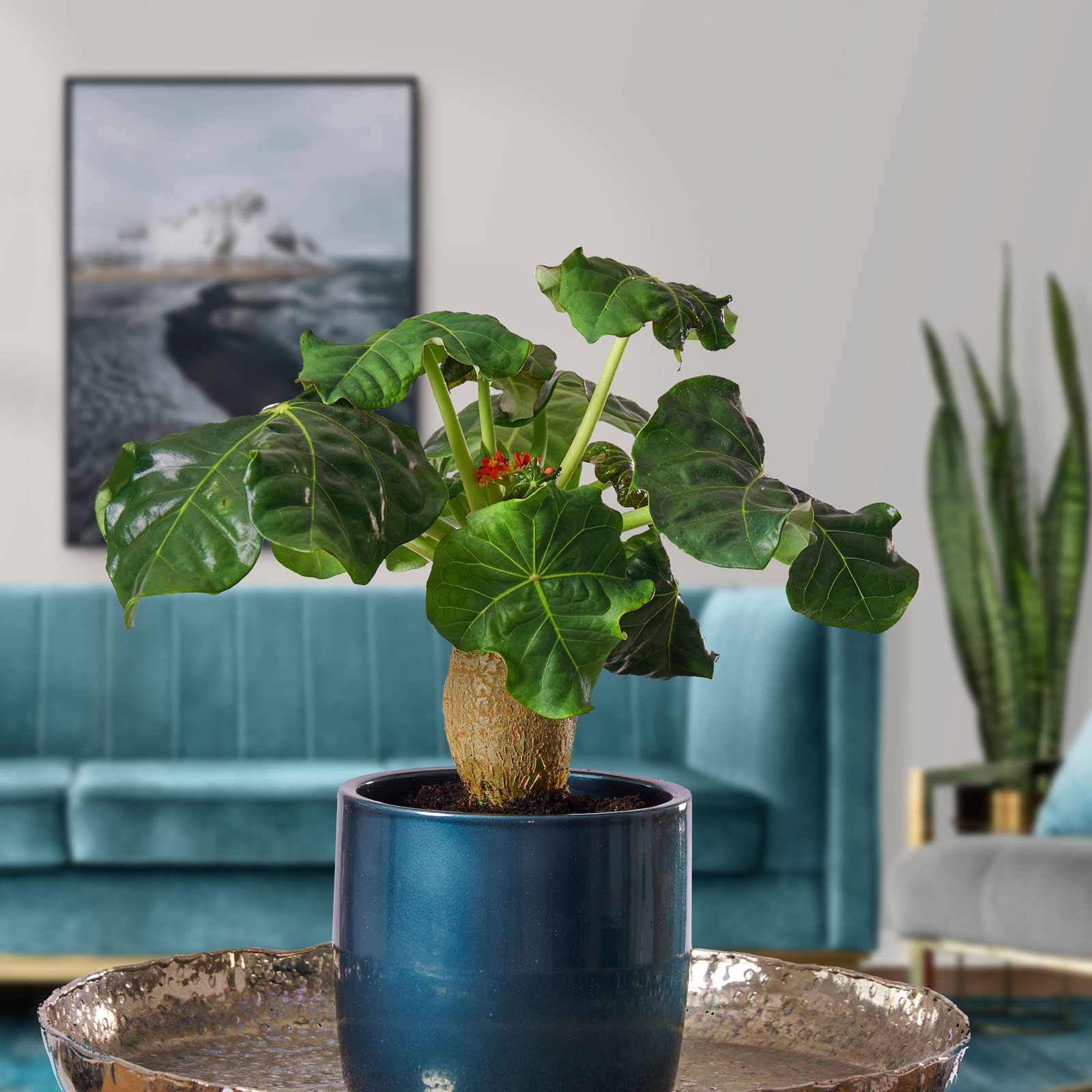 Flaschenpflanze - Jatropha podagrica gnstig kaufen