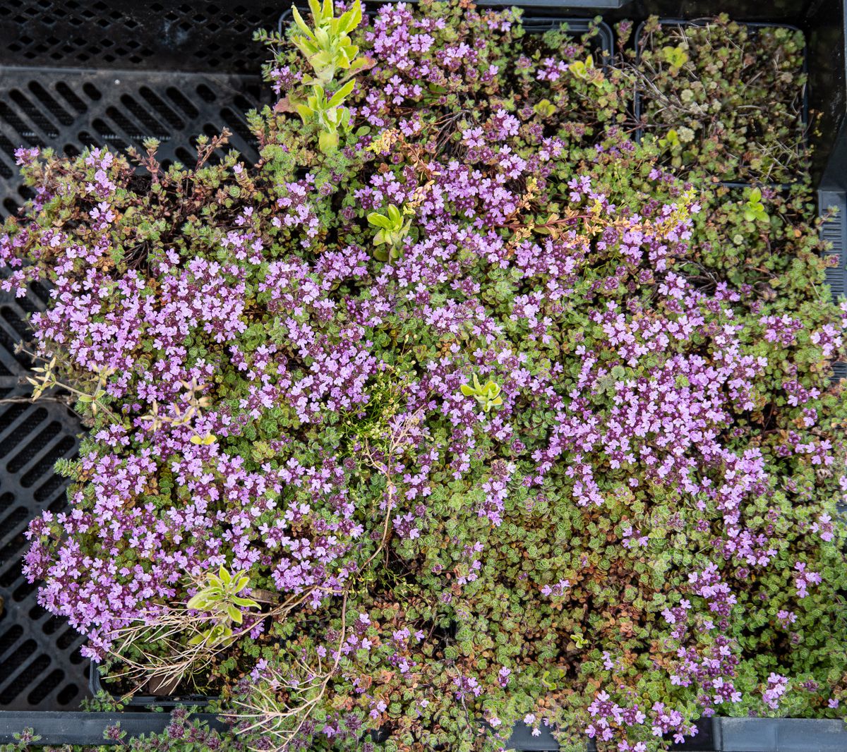 Wolliger Thymian Thymus praecox subsp. pseudolanuginosus günstig kaufen