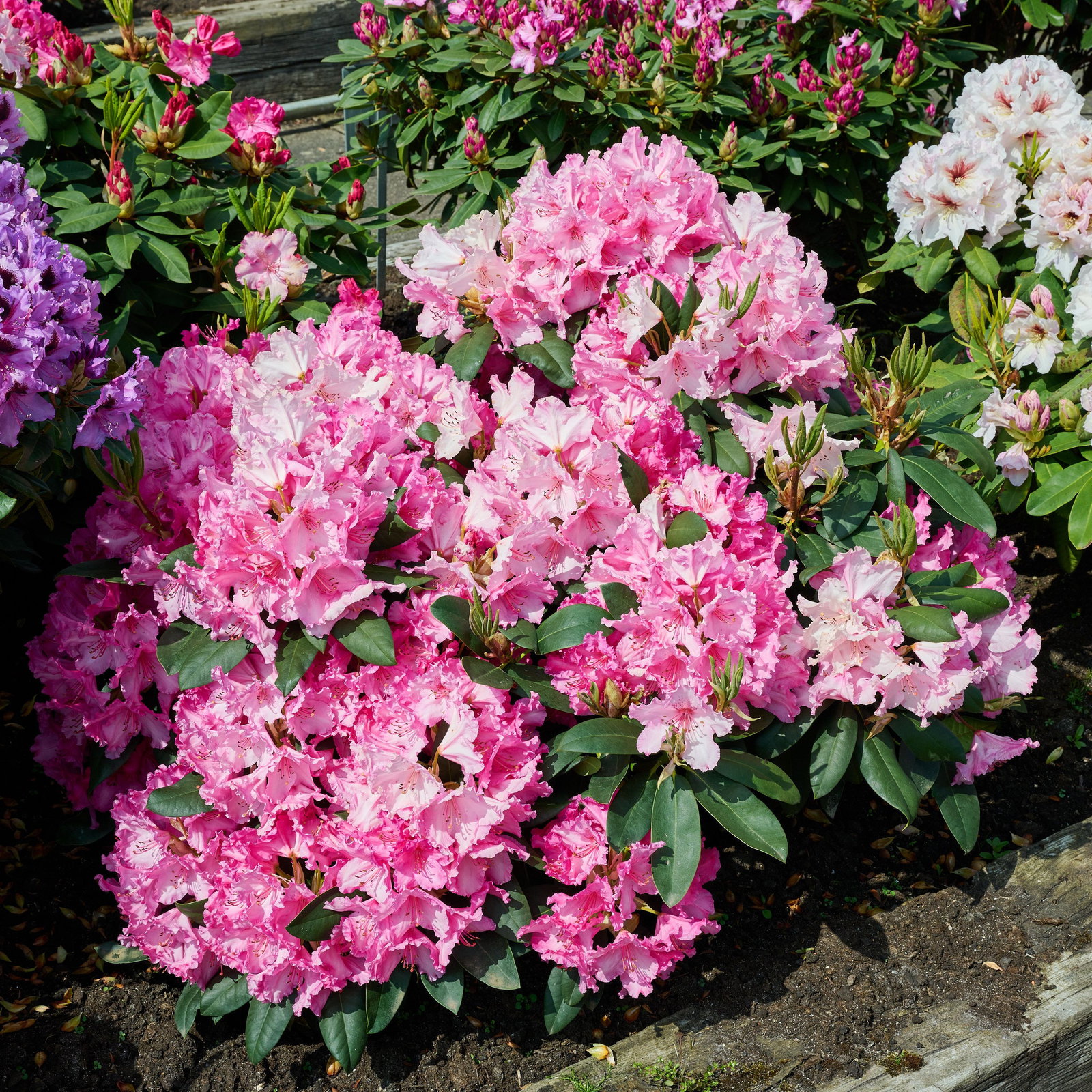 Rhododendron Walkre  - Rhododendron hybride Walkre  gnstig kaufen