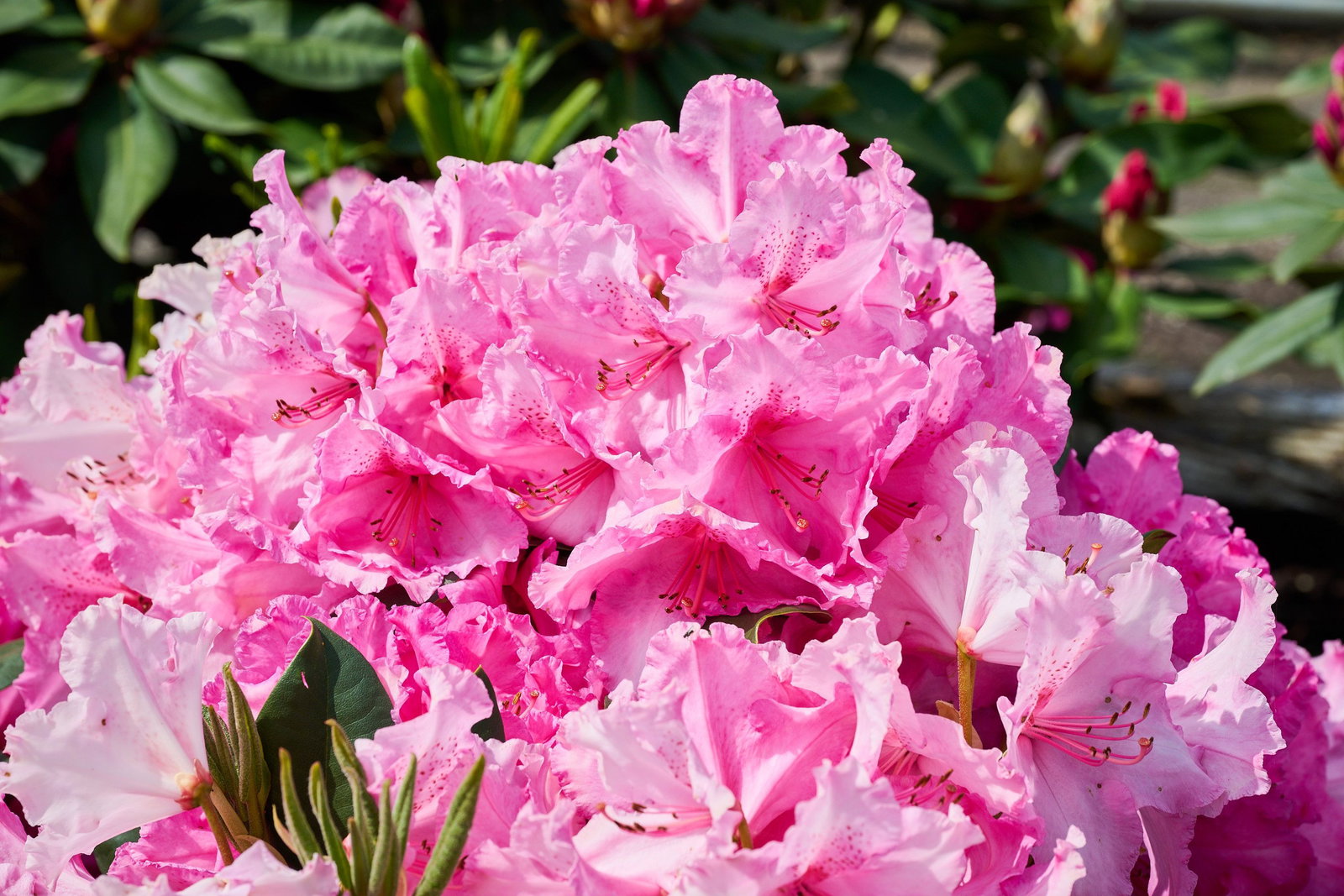 Rhododendron Walkre  - Rhododendron hybride Walkre  gnstig kaufen