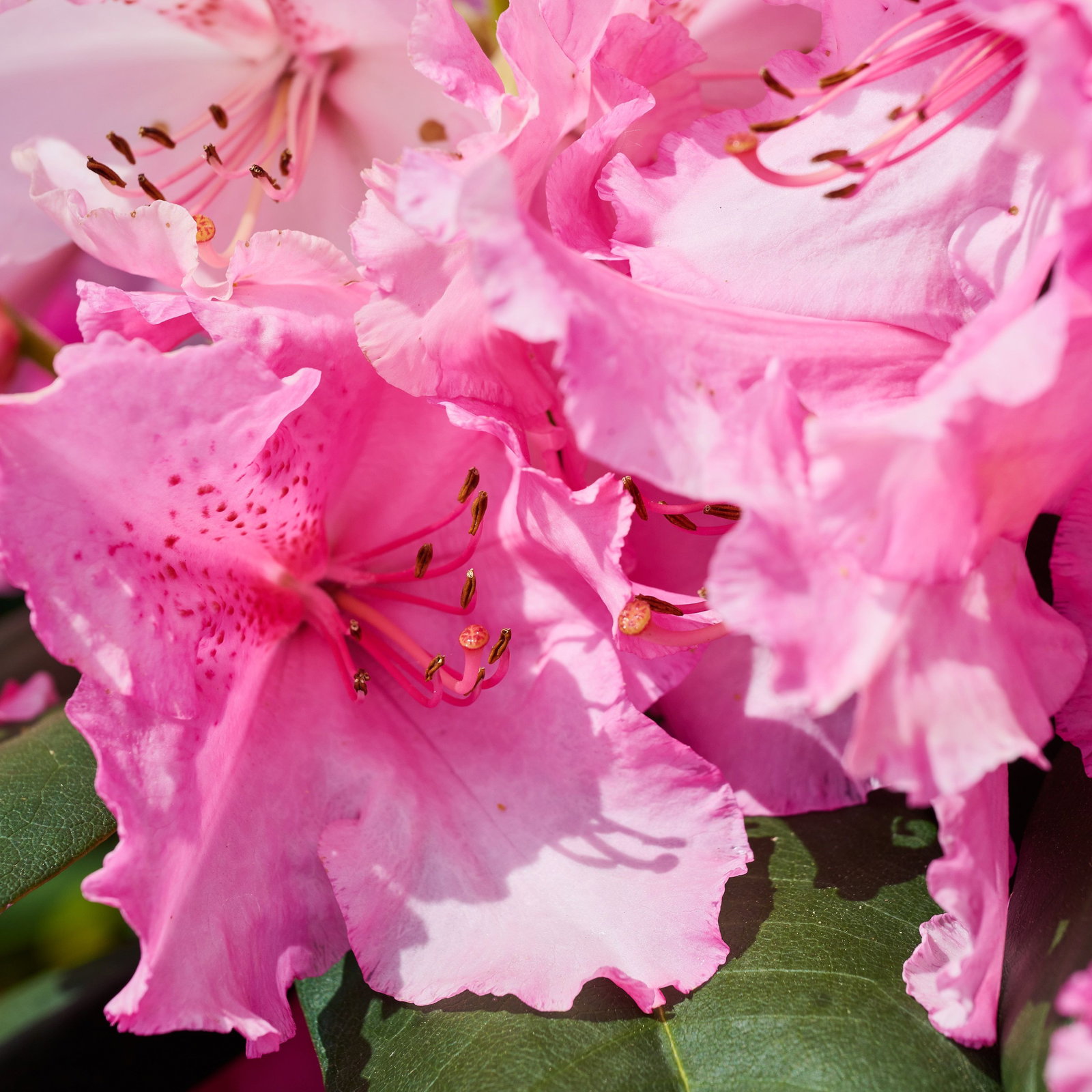 Rhododendron Walkre  - Rhododendron hybride Walkre  gnstig kaufen