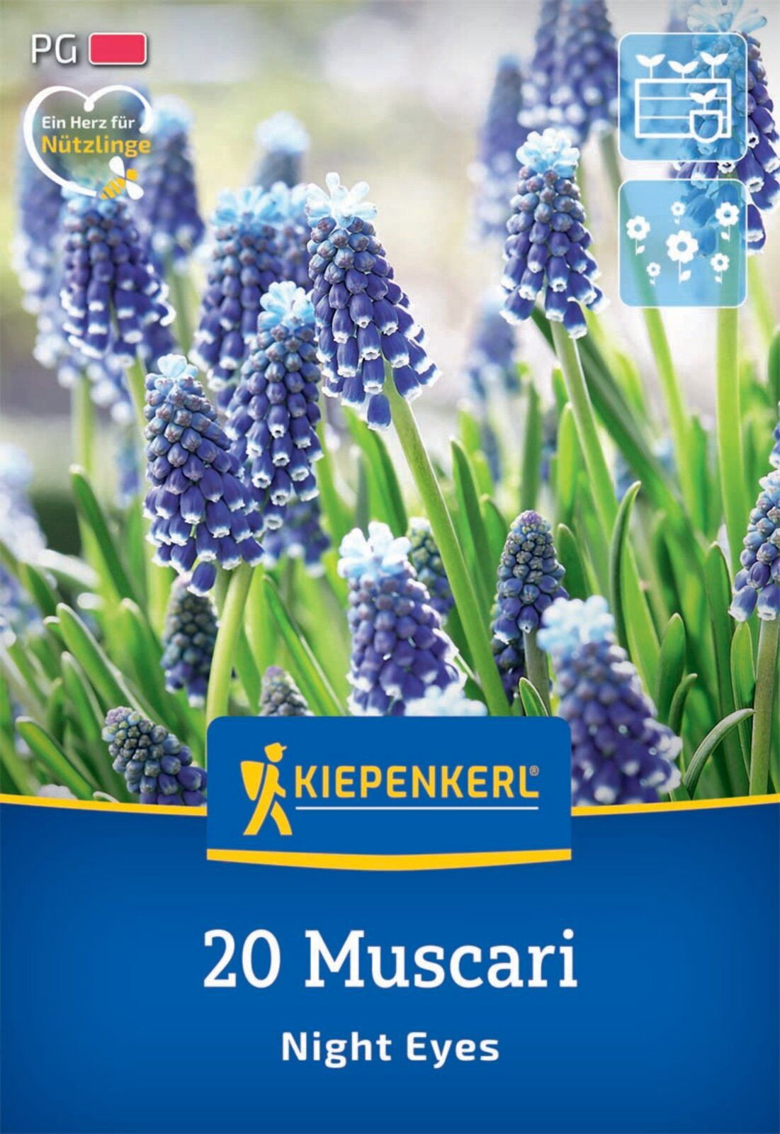 Trauben-Hyazinthe Night Eyes - Kiepenkerl Muscari Night Eyes gnstig kaufen