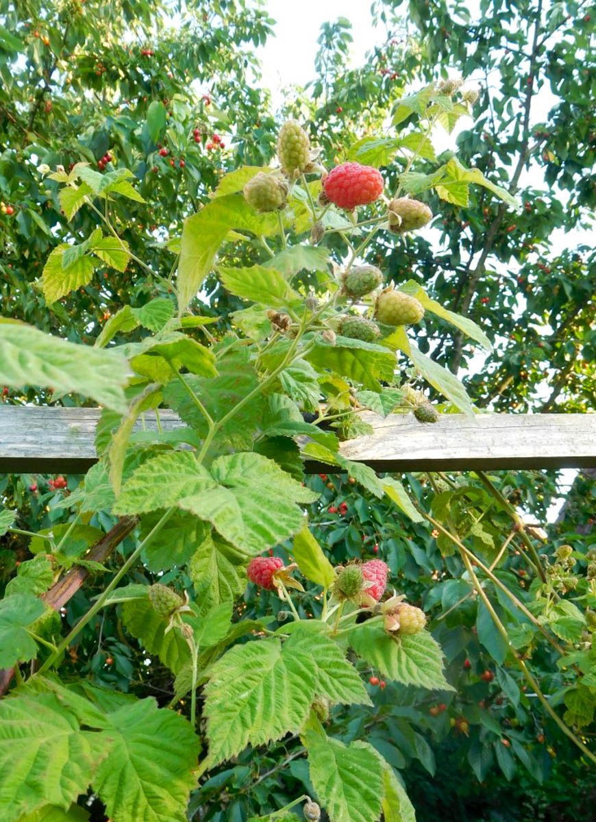 Tayberry Boysenberry Rubus ursinus x idaeus Boysenberry günstig kaufen