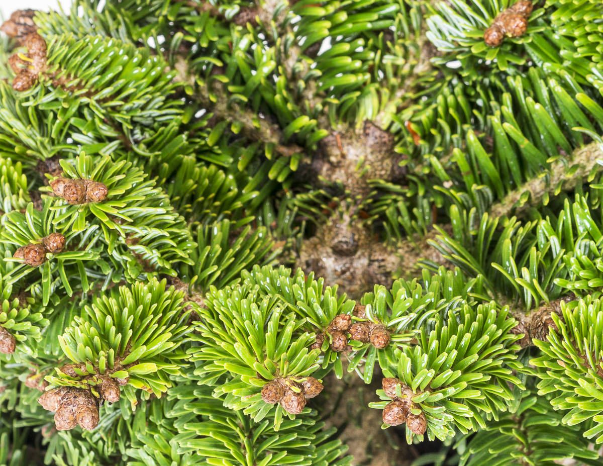 Nordmanntanne Broom Hunnewell Abies nordmanniana Broom Hunnewell