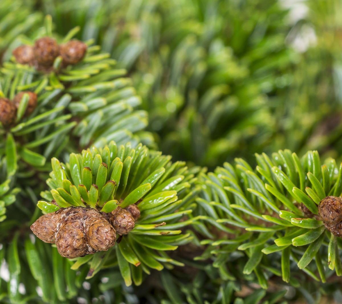 Nordmanntanne Broom Hunnewell Abies nordmanniana Broom Hunnewell