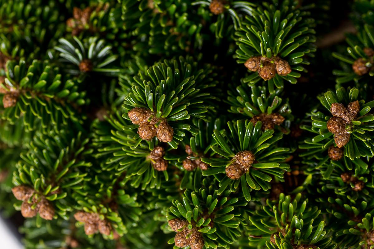 Nordmanntanne Broom Hunnewell Abies nordmanniana Broom Hunnewell