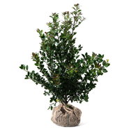 Ilex meserveae Heckenblau -EU-S - Stechpalme Heckenblau -EU-S | gnstig  online kaufen!