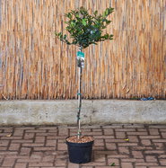 Ilex meserveae Heckenblau -EU-S - Stechpalme Heckenblau -EU-S | gnstig  online kaufen!