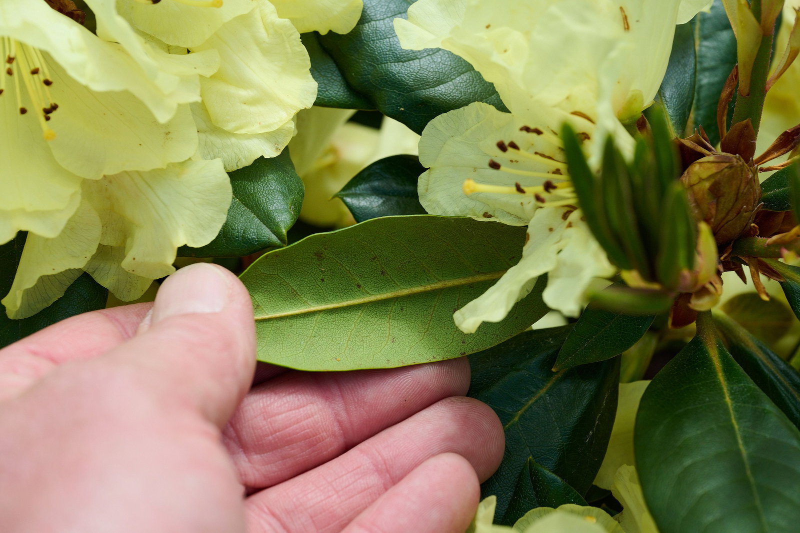 Rhododendron Goldprinz -S- - Rhododendron yakushimanum Goldprinz -S-  gnstig kaufen