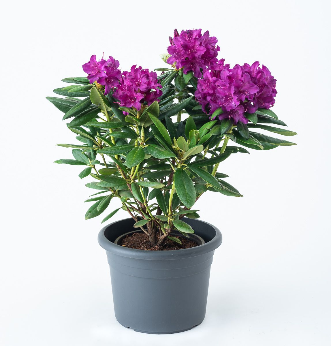 Rhododendron Bohlkens Lupinenberg Laguna - Rhododendron yakushimanum  Bohlkens Lupinenberg Lag gnstig kaufen