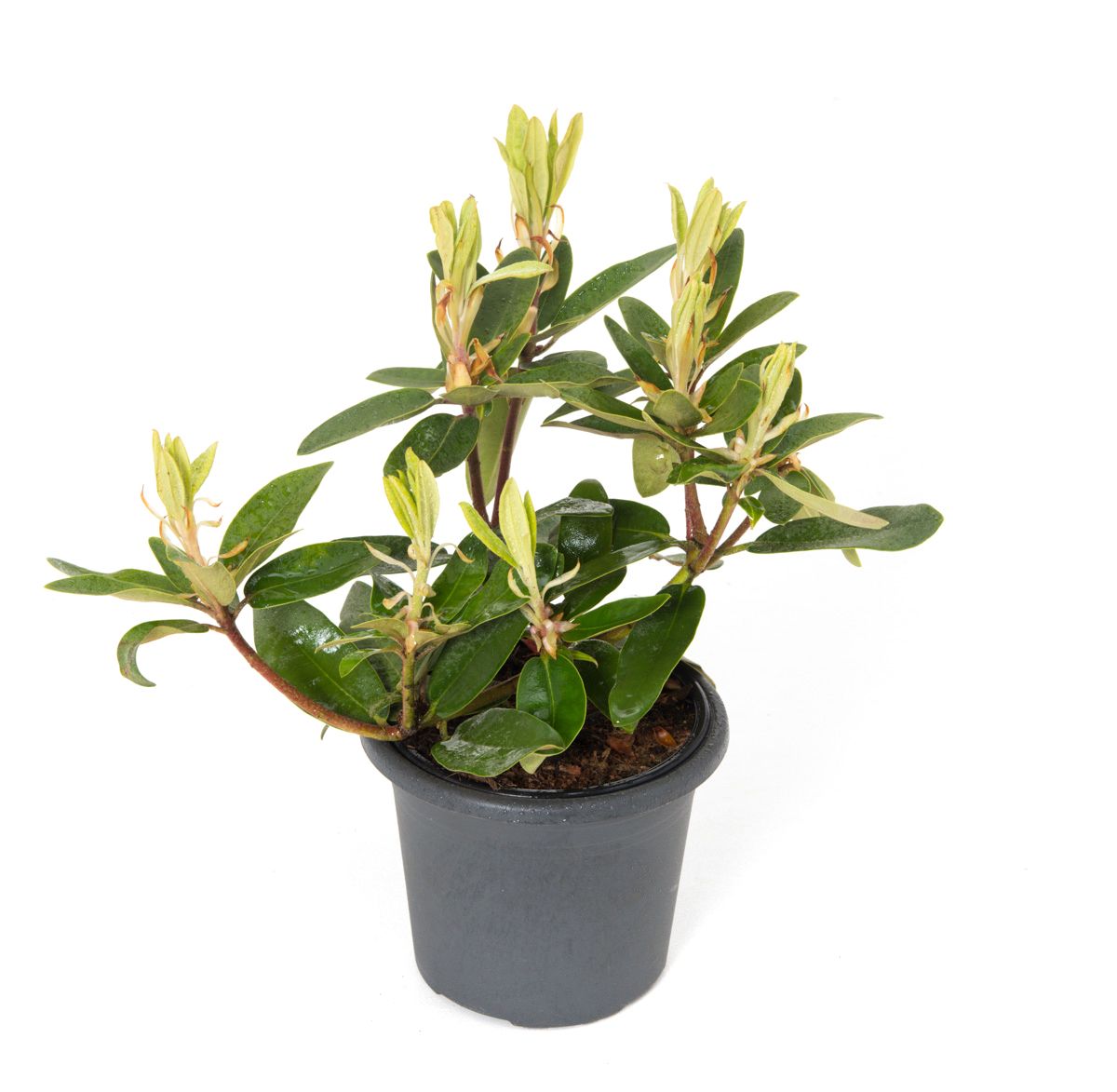stechpalme formschnitt Japanische Stechpalme Kanehirae (Ilex maximowicziana) | 40-60 mit  Wurzelballen main image 0