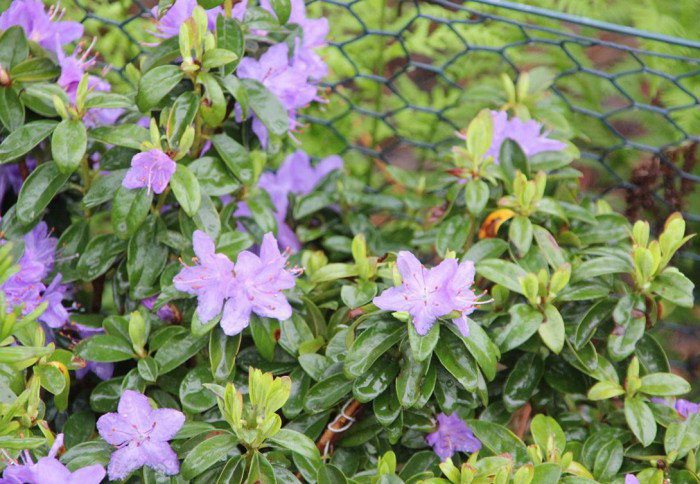 rhododendron salbe alternative Bloomin' Easy® Rhododendron Bloombux® Magenta Boxwood Alternative