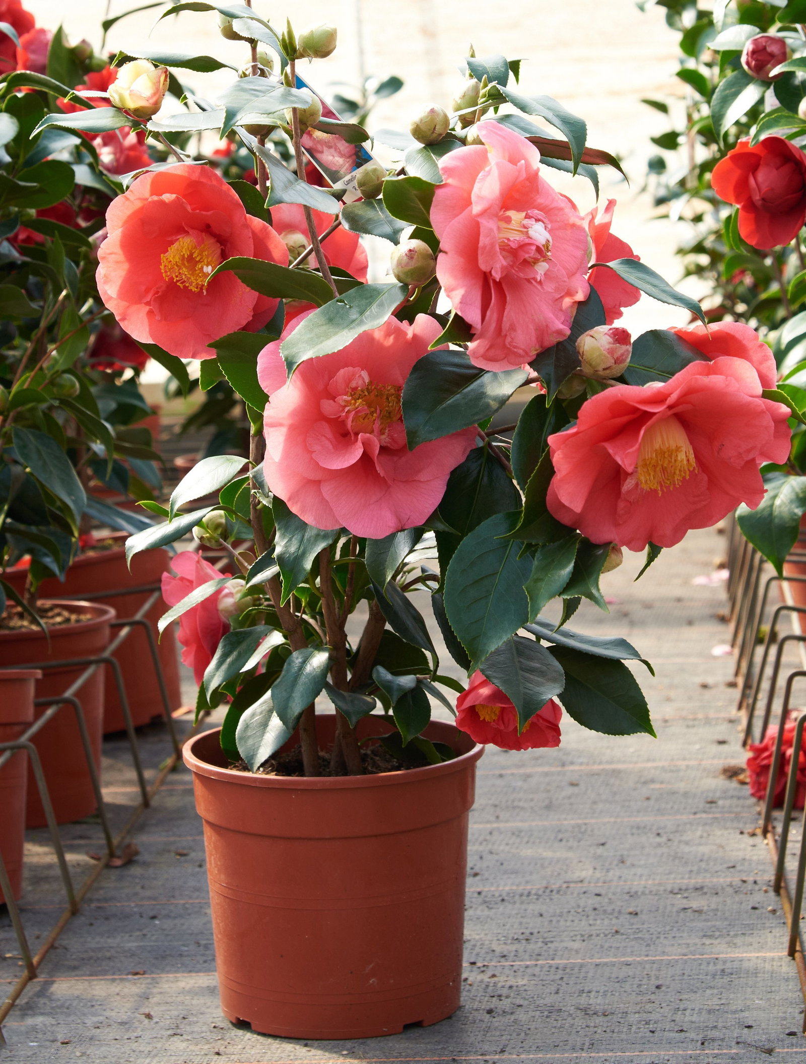 Kamelie R.L. Wheeler - Camellia japonica R.L. Wheeler gnstig kaufen
