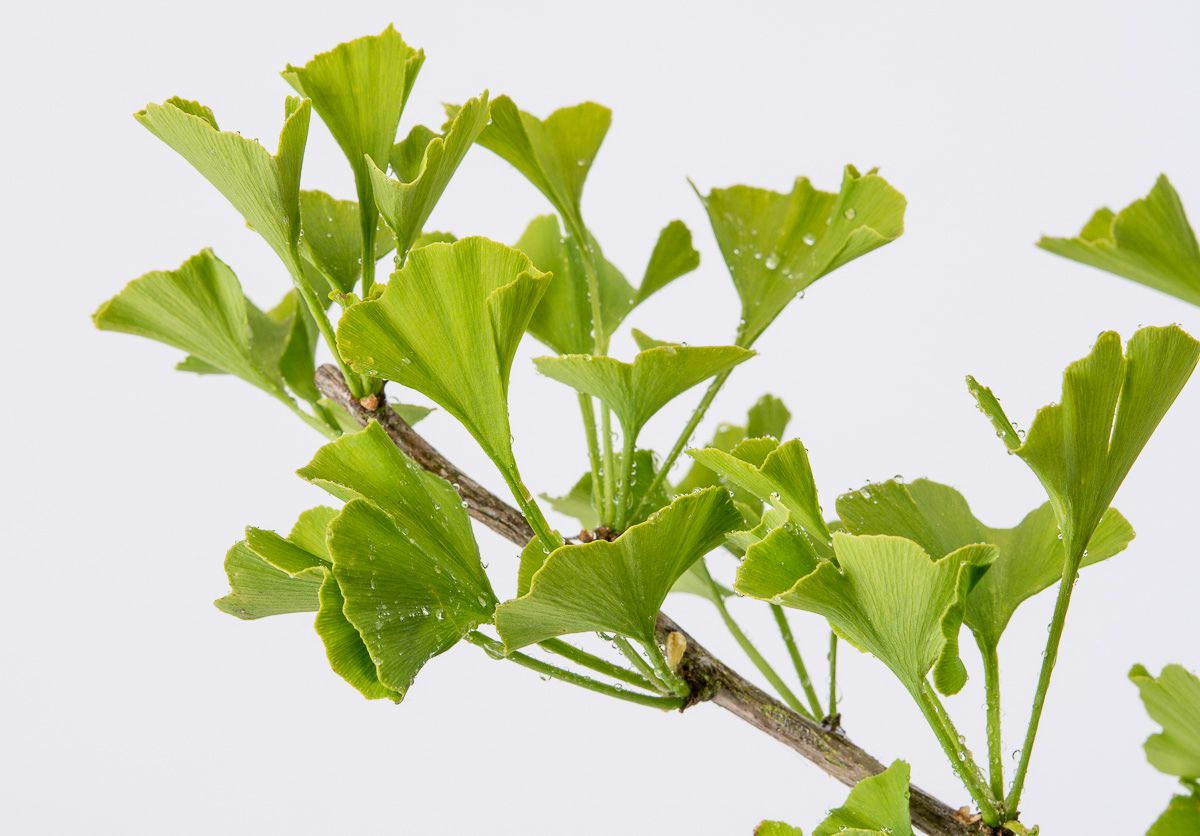 Fächerblattbaum Tit Ginkgo biloba Tit günstig kaufen