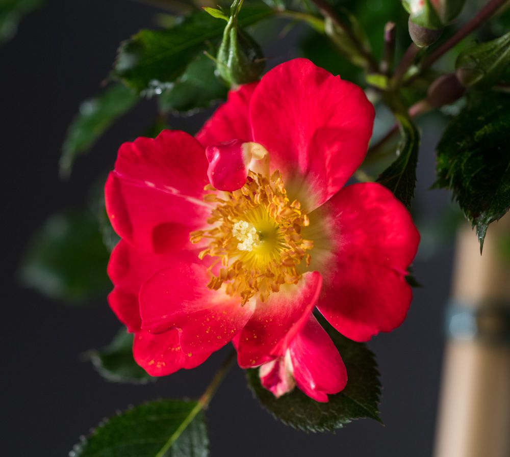 Rose Bienenweide ® Apricot - Rosa Bienenweide ® Apricot günstig kaufen