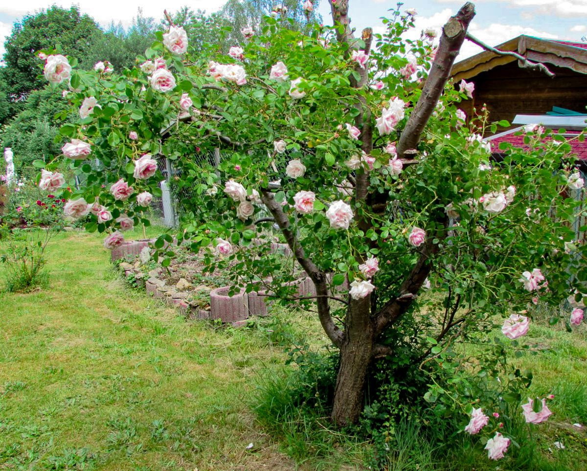 Kletterrose New Dawn - Rosa New Dawn gnstig kaufen